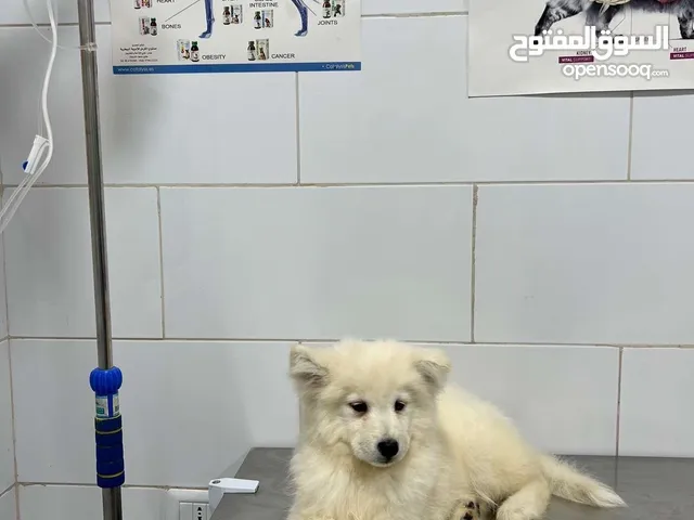 كلب سامويد Samoyed للبيع