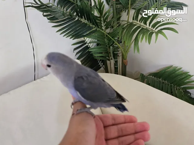 طير روز مدرب هدد داخلي و خراجي و يعرف يسلم و يسوي حراكات مكتوبه في الوصف