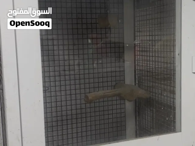 للبيع قفاصه مستعمله استعمال بسيط و باسعار طيبه