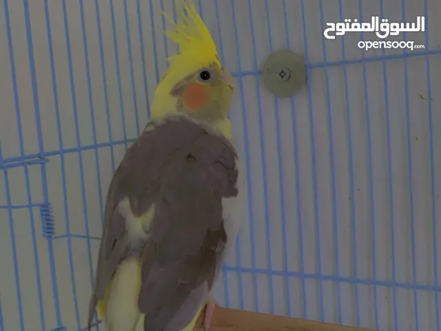 انثى كروان للبيع