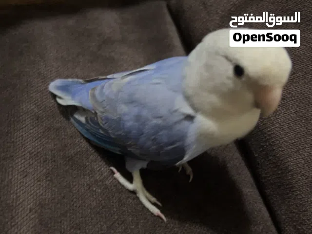 طير روز لون ازرق ومربى ومميز الحق عليه