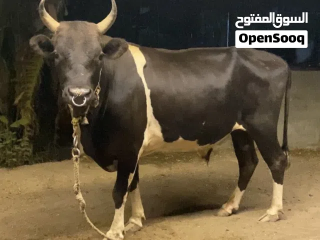 عجل لبيع 0