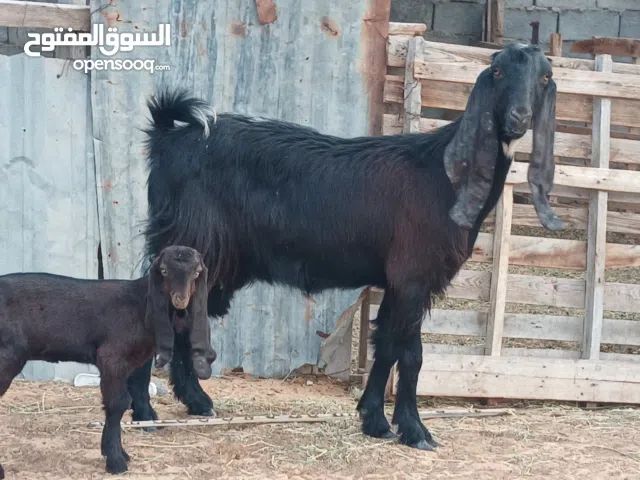 عنز هجين قبرصي تحتها عناق