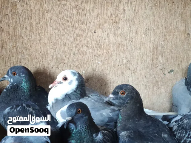 حمام عربي للبيع 20 طرف على 8.5دينار جملة