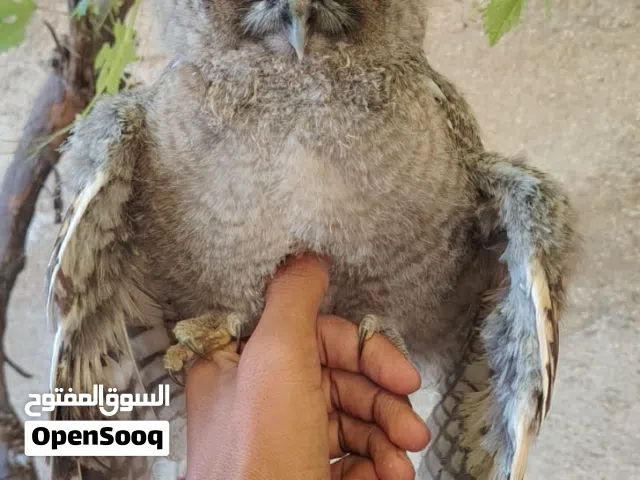 وجود جوز بوم فراخ لتواصل واتس