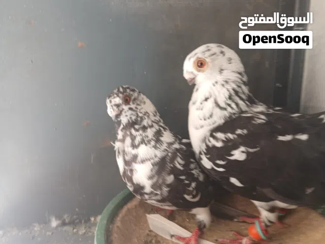 حمام للبيع اقراء الوصف