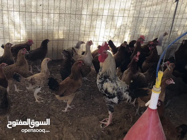 دجاج مكس للبيع في دبي الهباب