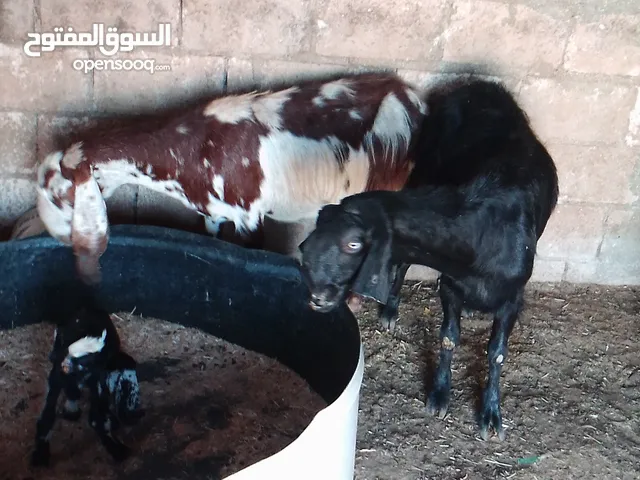 عنزين وحده هنديه معها جدي هندي سنها ريشه الحبه وحده شاميه معها سخله سنها جمع