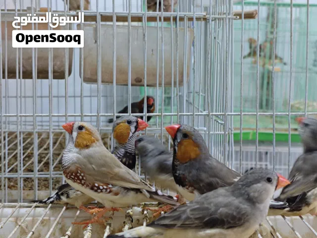 ثلاث ازواج فناجس سوبر جامبو بزارات سعر زوج 15 شلع قفل