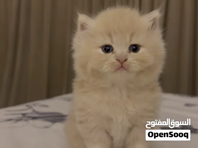 قطط ب سعر رمزي