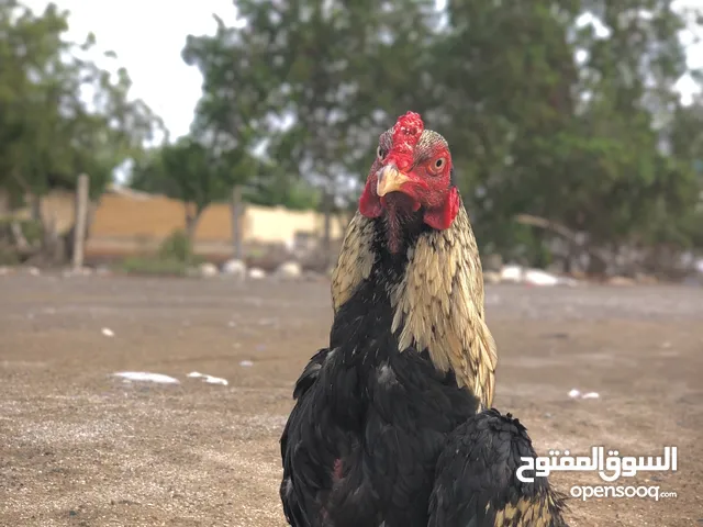 ديك ميوالي للبيع