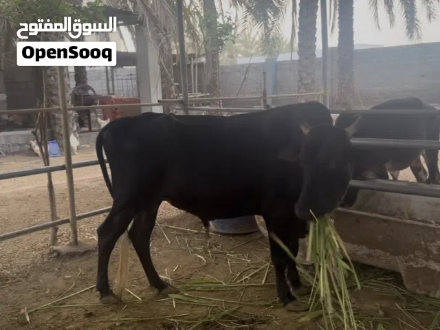ثور نمساوي