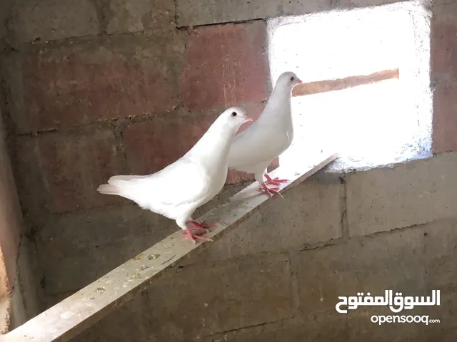 حمام فرنسي حجم كبير للبيع