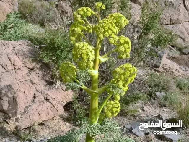 اعشاب الایراني