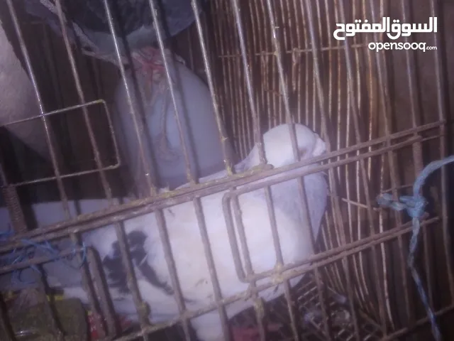 حمام فرنسي حبة نضيفة وفي كمان جوز شفر ع زاجل نخب للبيع العدد 4. نظيف وبسعر جيد جداً