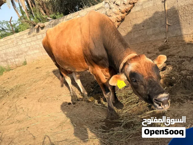 ثيران عمانيات للبيع