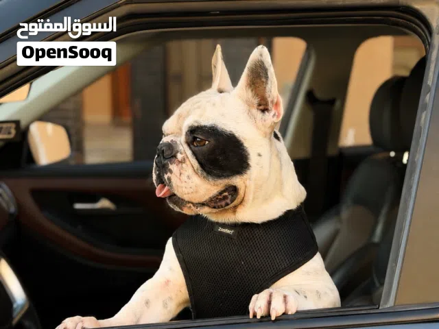 French Bulldog فرنش بلدق