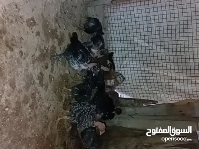 شواشيو عربي