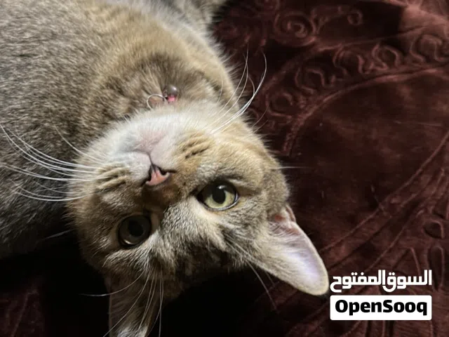 قطتين ( British shorthair ) طعمات مع ملحقات كثيره وعديده وبكامل صحتهن مع شرط الاعتناء بهن
