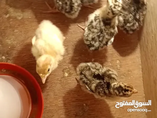 متوفر صيصان حبش وصيصان بلدي وصيصان براهما صحه ونظافه وماخذين المطاعيم وموجود ديك براهما بعمان سحاب