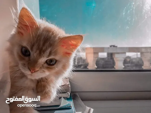 قطط للبيع في اليمن