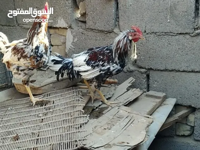 ديوجه ثنين للبيع