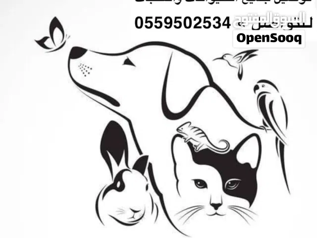 توصيل حيوانات توصيل قطط توصيل كلاب توصيل طيور توصيل جميع الطلبات والحيوانات