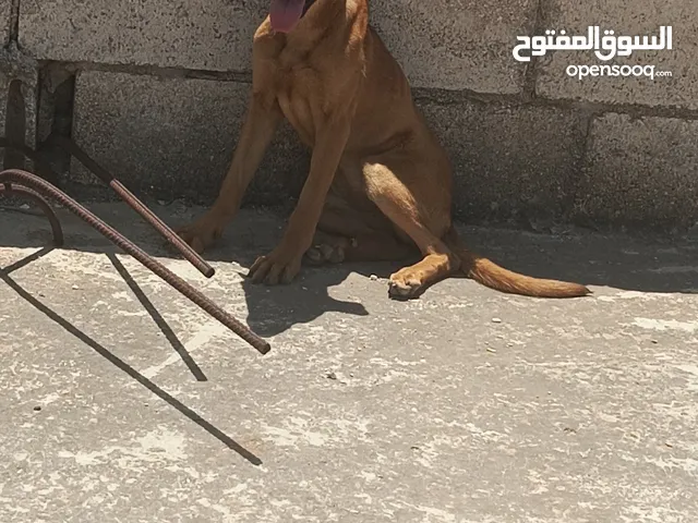 جروه انثى بيتبول للبيع او للبدل اقرا الوصف