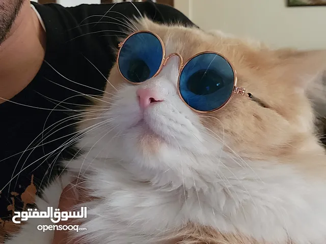 Persian Cat for Adoption in Manama