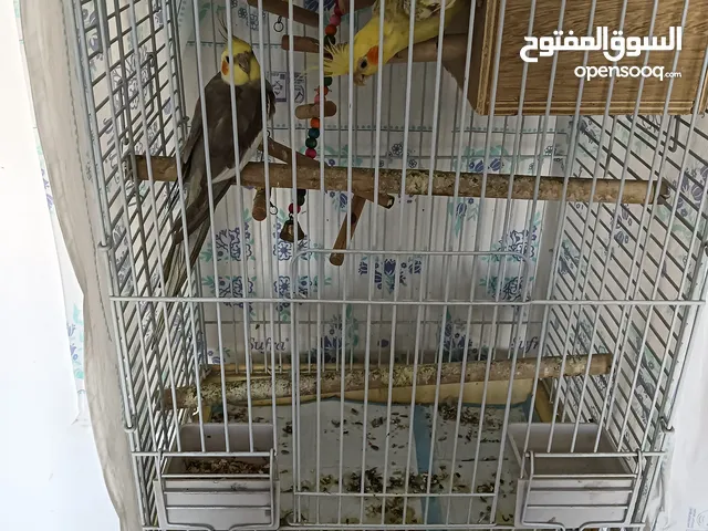 Bird for sale