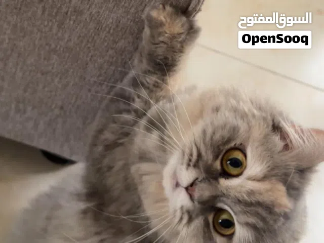 قطة شيرازيه للبيع