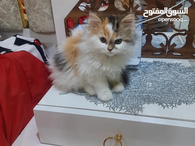 قطه شيرازي عمر شهرين 35 الف تحب اللعب ابو الخصيب