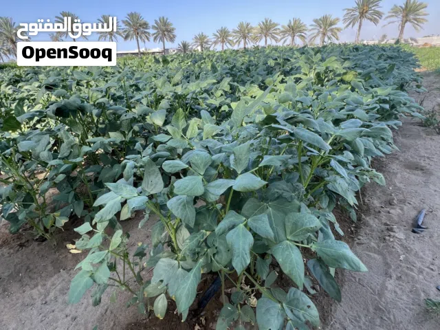 متوفر لوبيا بلاين