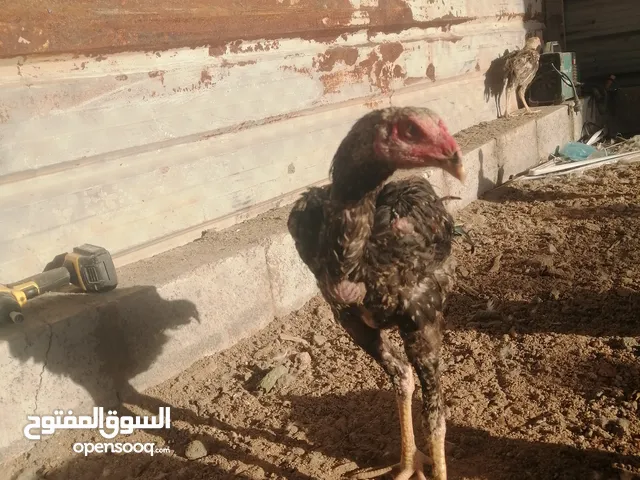 ديك هندي نسل نقي من ام واب تركيات مال جناي+ السعر بيه مجال+ شوف الصور ناشرهن