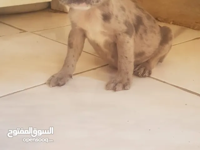 Bulldog français exotique