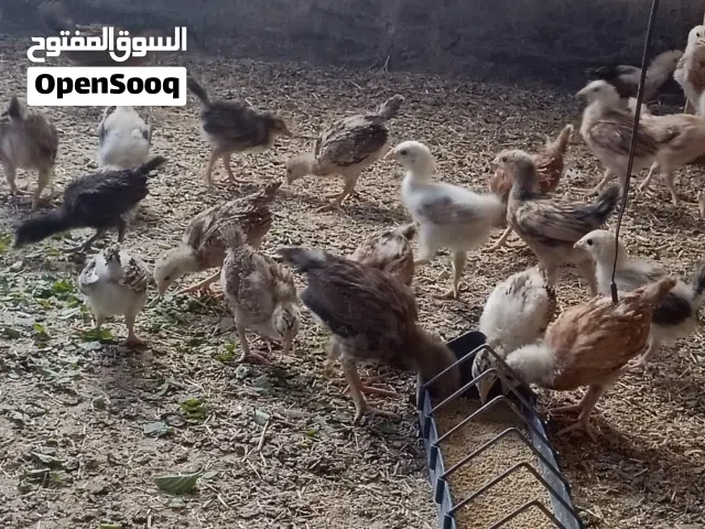 اللهم صل على محمد وال محمد 15 زوج عرب اصلي العمر شهر سعر الزوج 6