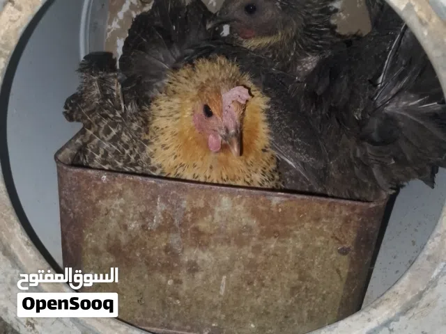 دجاج راقد للبيع جاهز للتفقيس