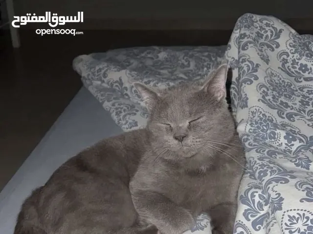 سكوتش حال البيع أنثى عمرها ست شهور