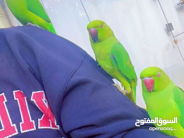 درة للبيع عرض مغري