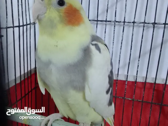 التواصل عبر واتس اب ببغاء كوكتيل حجم كبير وعصافير حب مفتل و البينو وعادي عادي احجام كبيره