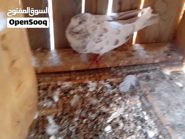 قلاب   ناررررر