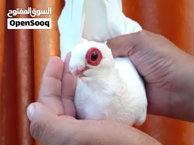 جوز مخليف صلاة النبي
