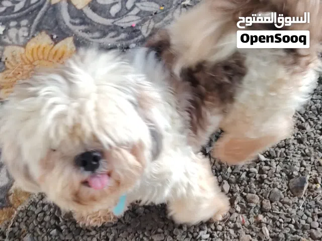 كلاب امورهن طيبه لبيع أو بدل