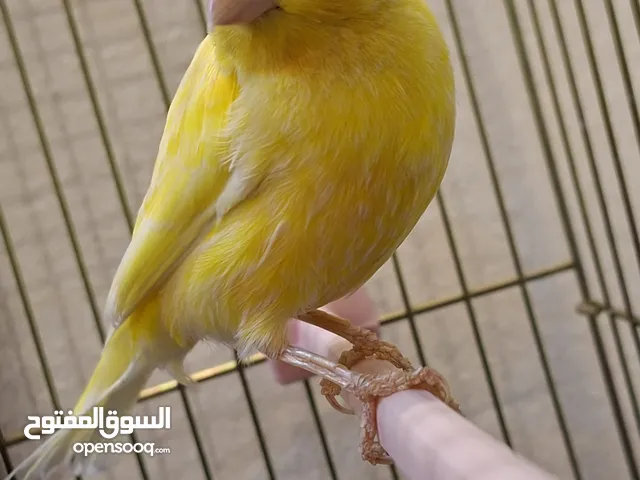 طائر كناري ذكر أصفر بالغ مع قفص
