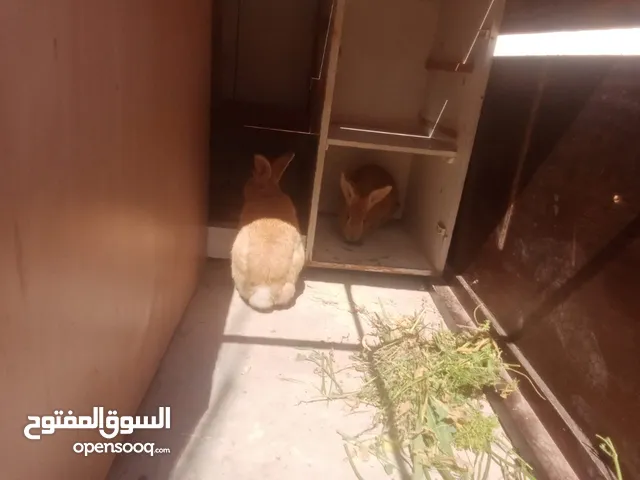 ارانب للبيع ثلاثه ذكرين وانثى الماني