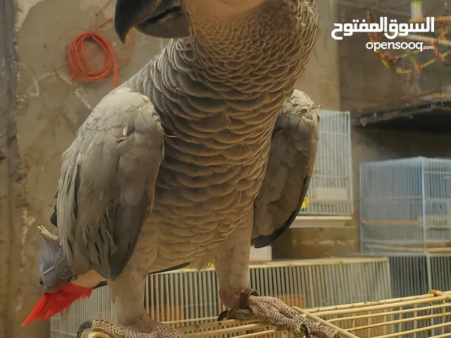 ببغاء الكاسكو