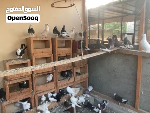 يوجد لدينا حمام و ديك باكستاني سمينات