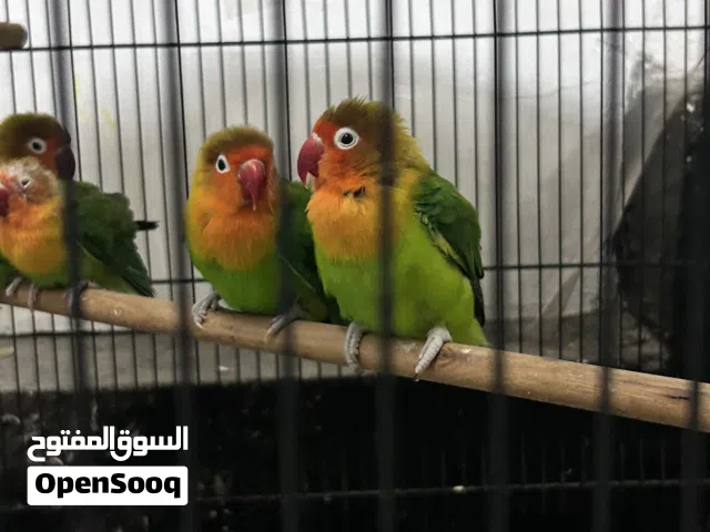 طيور لوف بيرد