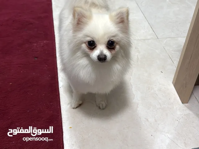 Female Pomeranian