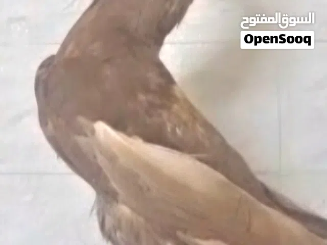 حمام شاكر شغال منتج كفاله